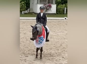 Deutsches Reitpony, Wallach, 12 Jahre, 145 cm, Rappschimmel