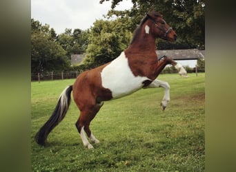 Deutsches Reitpony, Wallach, 12 Jahre, 145 cm, Schecke