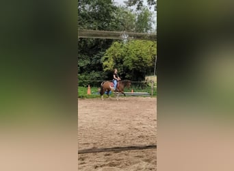 Deutsches Reitpony, Wallach, 12 Jahre, 145 cm, Schecke