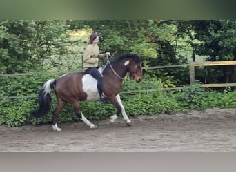 Deutsches Reitpony, Wallach, 12 Jahre, 145 cm, Schecke