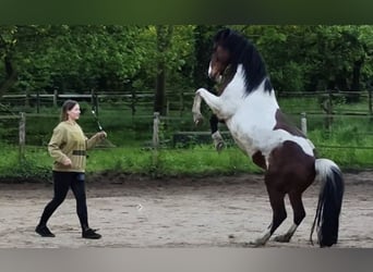 Deutsches Reitpony, Wallach, 12 Jahre, 145 cm, Schecke