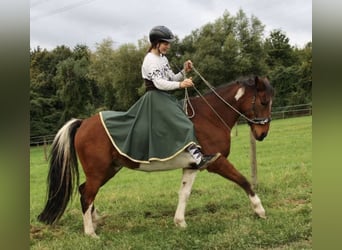 Deutsches Reitpony, Wallach, 12 Jahre, 145 cm, Schecke