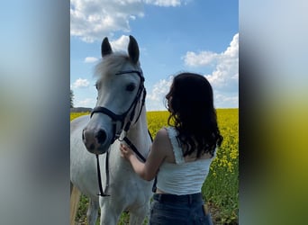 Deutsches Reitpony, Wallach, 12 Jahre, 145 cm, Schimmel