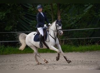 Deutsches Reitpony, Wallach, 12 Jahre, 145 cm, Schimmel