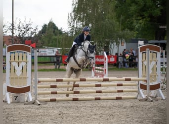 Deutsches Reitpony, Wallach, 12 Jahre, 145 cm, Schimmel