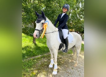 Deutsches Reitpony, Wallach, 12 Jahre, 145 cm, Schimmel