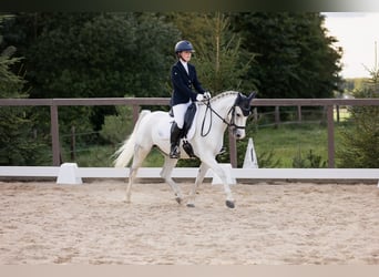 Deutsches Reitpony, Wallach, 12 Jahre, 145 cm, Schimmel