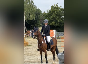 Deutsches Reitpony, Wallach, 12 Jahre, 146 cm, Brauner