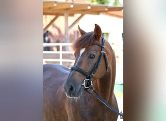 Deutsches Reitpony, Wallach, 12 Jahre, 146 cm, Dunkelfuchs