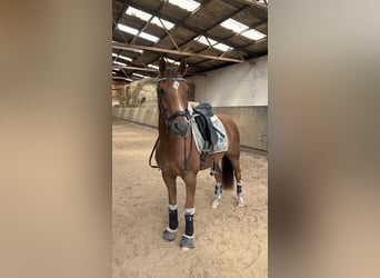 Deutsches Reitpony, Wallach, 12 Jahre, 146 cm, Fuchs