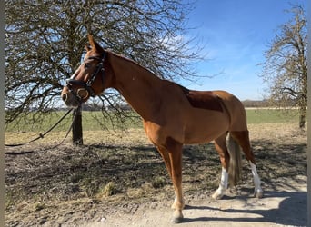 Deutsches Reitpony, Wallach, 12 Jahre, 146 cm, Fuchs