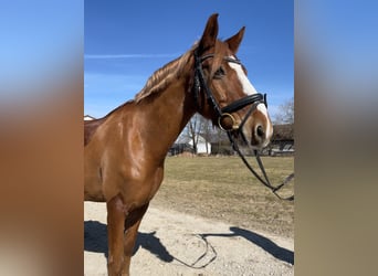 Deutsches Reitpony, Wallach, 12 Jahre, 146 cm, Fuchs