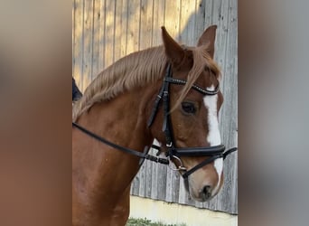 Deutsches Reitpony, Wallach, 12 Jahre, 146 cm, Fuchs