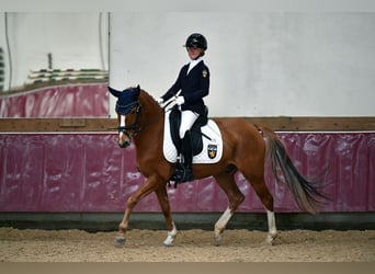 Deutsches Reitpony, Wallach, 12 Jahre, 146 cm, Fuchs