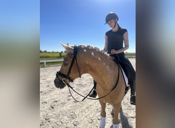 Deutsches Reitpony, Wallach, 12 Jahre, 146 cm, Palomino