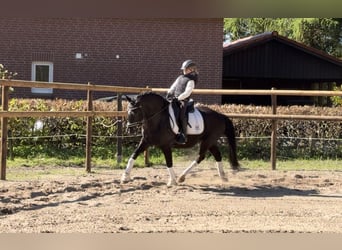 Deutsches Reitpony, Wallach, 12 Jahre, 146 cm, Rappe