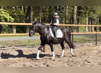 Deutsches Reitpony, Wallach, 12 Jahre, 146 cm, Rappe