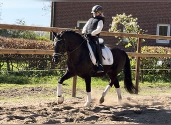 Deutsches Reitpony, Wallach, 12 Jahre, 146 cm, Rappe