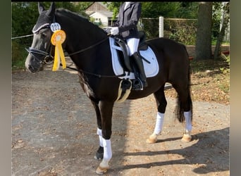 Deutsches Reitpony, Wallach, 12 Jahre, 146 cm, Rappe