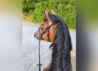 Deutsches Reitpony, Wallach, 12 Jahre, 147 cm, Brauner