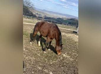 Deutsches Reitpony, Wallach, 12 Jahre, 147 cm, Dunkelbrauner