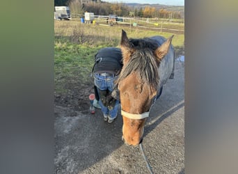 Deutsches Reitpony, Wallach, 12 Jahre, 147 cm, Dunkelbrauner