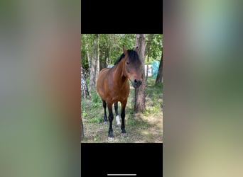 Deutsches Reitpony, Wallach, 12 Jahre, 147 cm, Dunkelbrauner