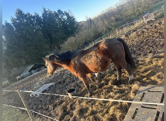 Deutsches Reitpony, Wallach, 12 Jahre, 147 cm, Dunkelbrauner