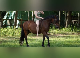 Deutsches Reitpony, Wallach, 12 Jahre, 147 cm, Dunkelbrauner