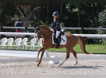 Deutsches Reitpony, Wallach, 12 Jahre, 147 cm, Fuchs