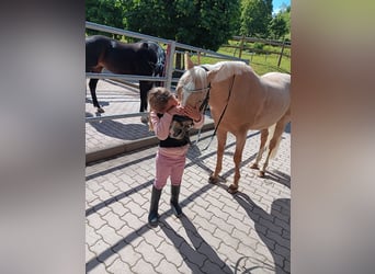 Deutsches Reitpony, Wallach, 12 Jahre, 147 cm, Palomino