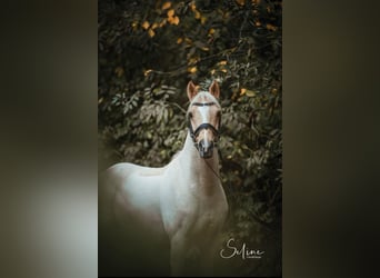 Deutsches Reitpony, Wallach, 12 Jahre, 147 cm, Palomino