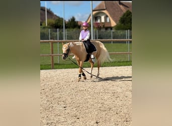 Deutsches Reitpony, Wallach, 12 Jahre, 147 cm, Palomino