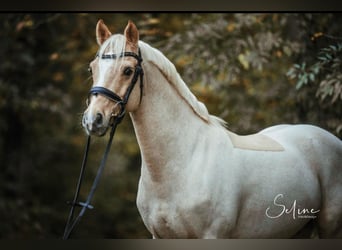 Deutsches Reitpony, Wallach, 12 Jahre, 147 cm, Palomino