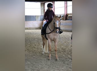 Deutsches Reitpony, Wallach, 12 Jahre, 147 cm, Palomino