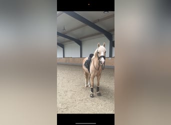Deutsches Reitpony, Wallach, 12 Jahre, 147 cm, Palomino