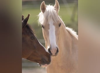 Deutsches Reitpony, Wallach, 12 Jahre, 147 cm, Palomino
