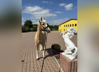 Deutsches Reitpony, Wallach, 12 Jahre, 147 cm, Palomino