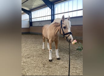 Deutsches Reitpony, Wallach, 12 Jahre, 147 cm, Palomino