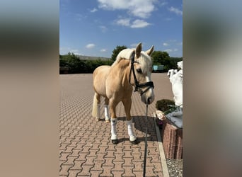 Deutsches Reitpony, Wallach, 12 Jahre, 147 cm, Palomino