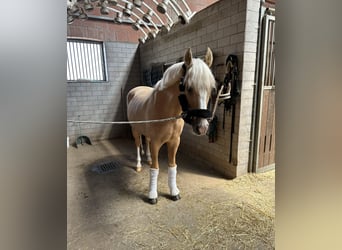 Deutsches Reitpony, Wallach, 12 Jahre, 147 cm, Palomino