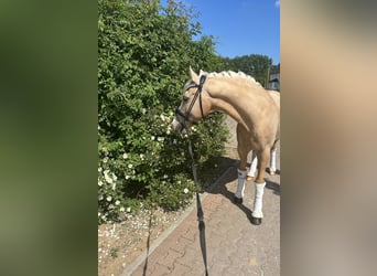 Deutsches Reitpony, Wallach, 12 Jahre, 147 cm, Palomino