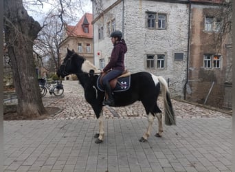 Deutsches Reitpony Mix, Wallach, 12 Jahre, 147 cm, Schecke