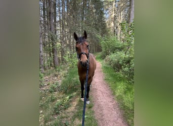 Deutsches Reitpony, Wallach, 12 Jahre, 148 cm, Brauner