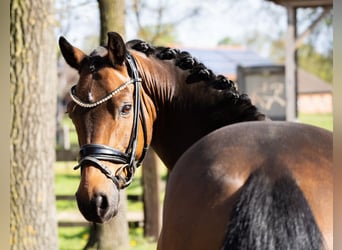 Deutsches Reitpony, Wallach, 12 Jahre, 148 cm, Brauner