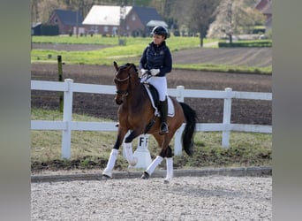 Deutsches Reitpony, Wallach, 12 Jahre, 148 cm, Brauner