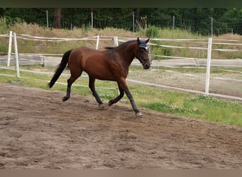 Deutsches Reitpony, Wallach, 12 Jahre, 148 cm, Brauner