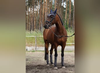 Deutsches Reitpony, Wallach, 12 Jahre, 148 cm, Brauner