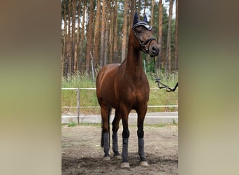 Deutsches Reitpony, Wallach, 12 Jahre, 148 cm, Brauner