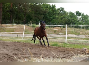 Deutsches Reitpony, Wallach, 12 Jahre, 148 cm, Brauner